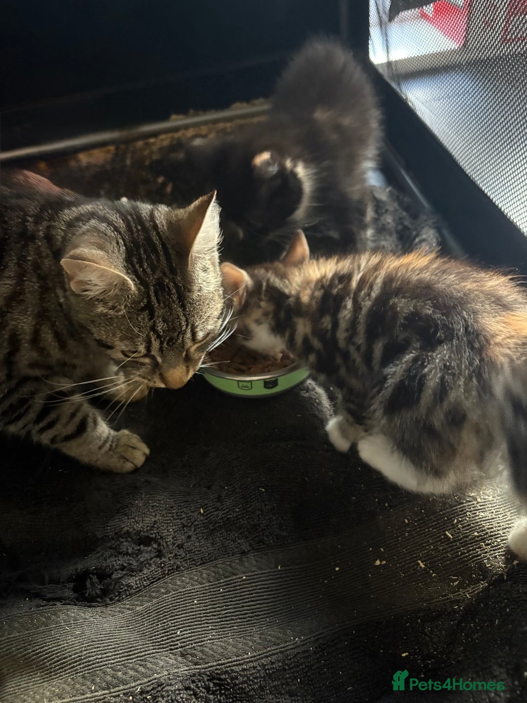 Domestic Shorthair cats for sale: Two beautiful girls - Advert 4