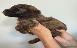 Cavapoo dogs for sale: Beautiful Toy F1b Cavapoo puppies  in Liskeard - Image 25
