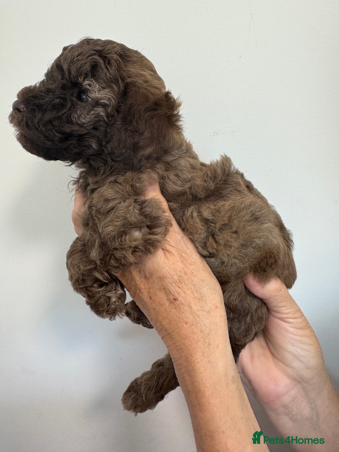 Cavapoo dogs for sale: Beautiful Toy F1b Cavapoo puppies  in Liskeard - Image 25