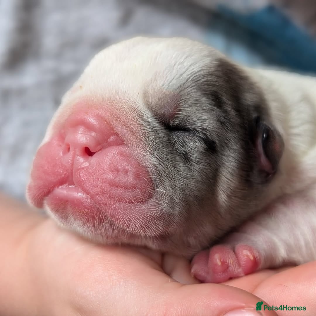English Bulldog dogs for sale: 🐶🩵 English Bulldog Puppies for Sale 🐾✨ - Image 4