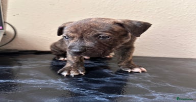 Mixed Breed dogs - Advert 11