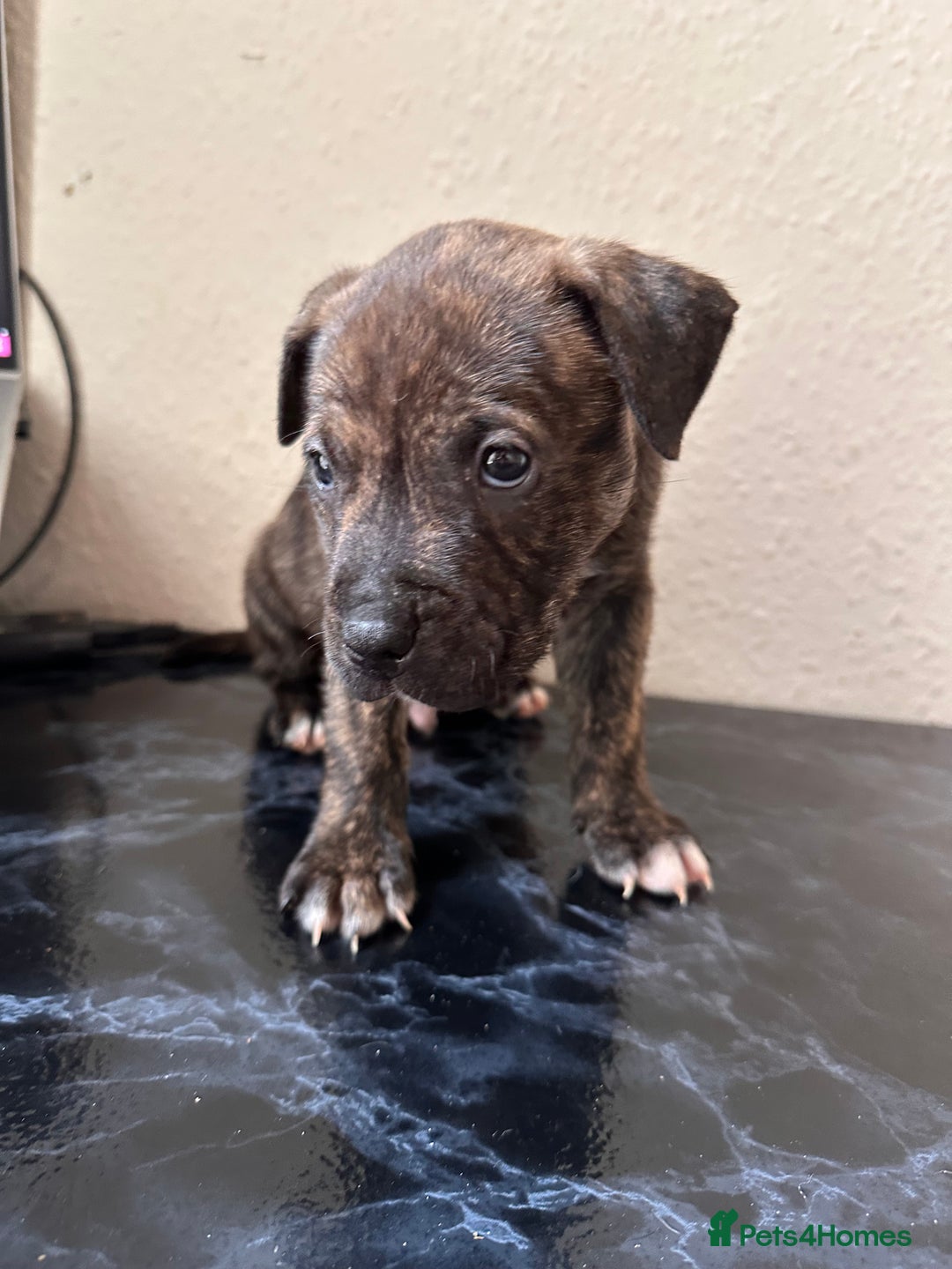 Mixed Breed dogs for sale: American bulldog X staffy 🏡 - Image 11