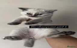 British Shorthair cats for sale: Colourpoint/ bicolour British shorthair kittens  - Image 4