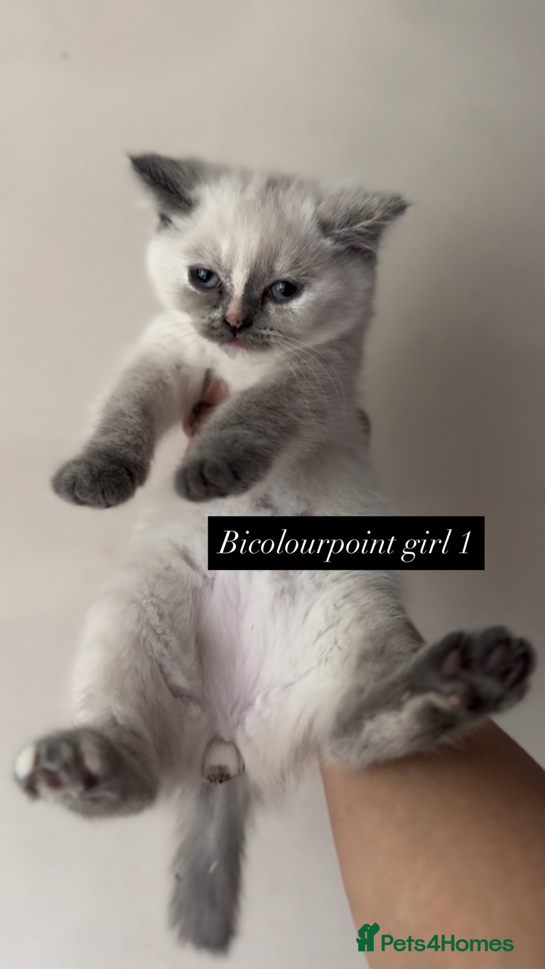 British Shorthair cats for sale: Colourpoint/ bicolour British shorthair kittens  - Image 4