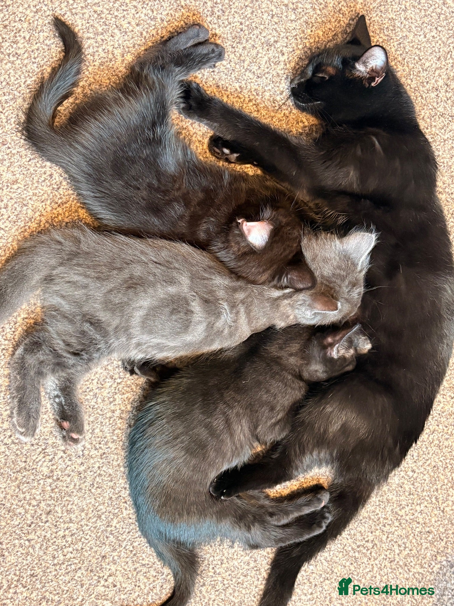 Domestic Shorthair cats Beautiful kittens nearly ready for a new home - Advert 22