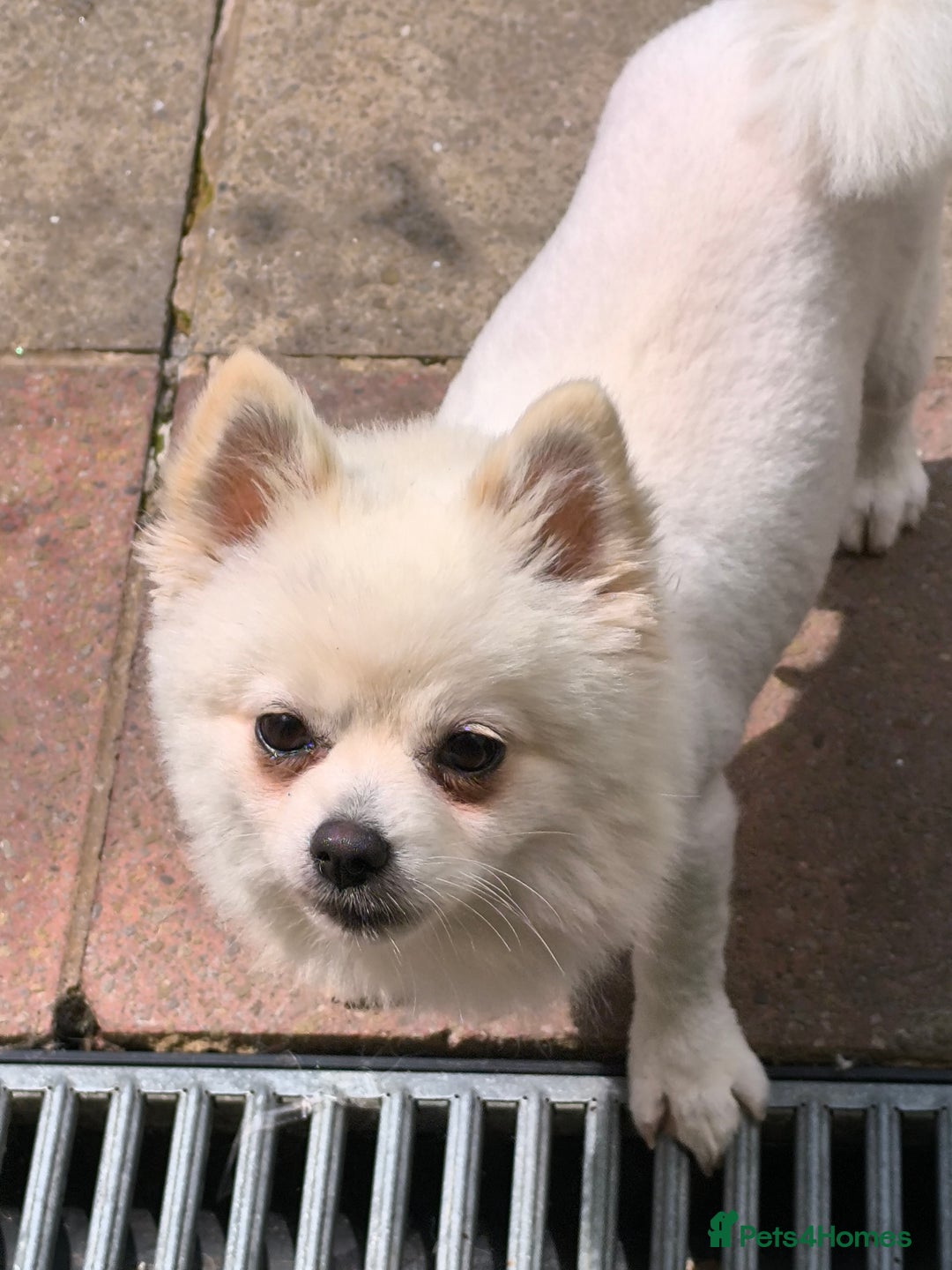 Pomeranian dogs for sale: Male Pomeranian  - Image 10