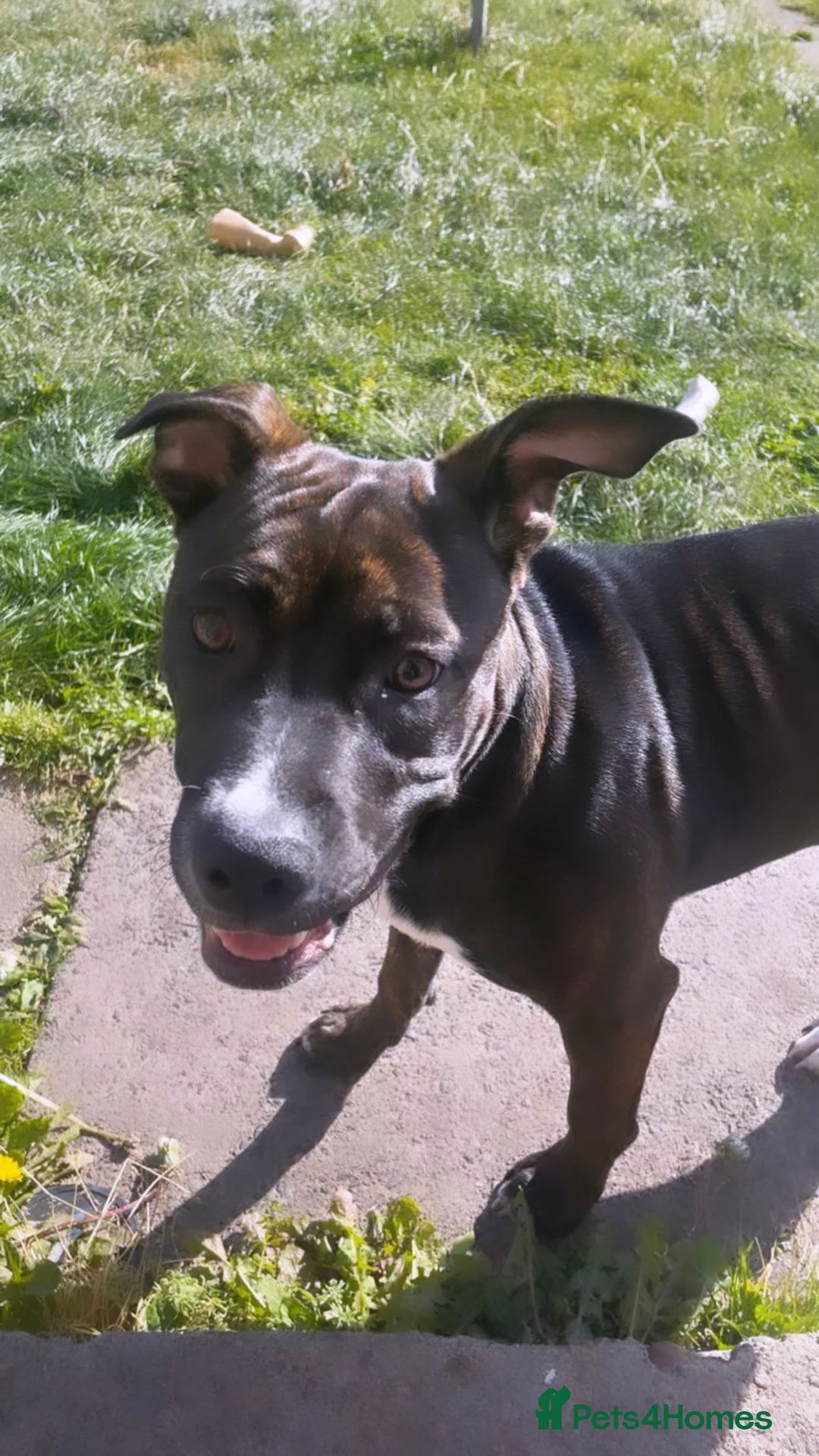 American Bull Staffy dogs for sale: loving home needed  in Fraserburgh - Advert 4