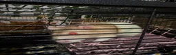Rat rodents for sale: 2 beautiful female rats  in Manchester - Advert 3