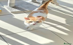 Mixed Breed cats for adoption: [Indoors only] Goofy! Adorable clingy champ! - Advert 11