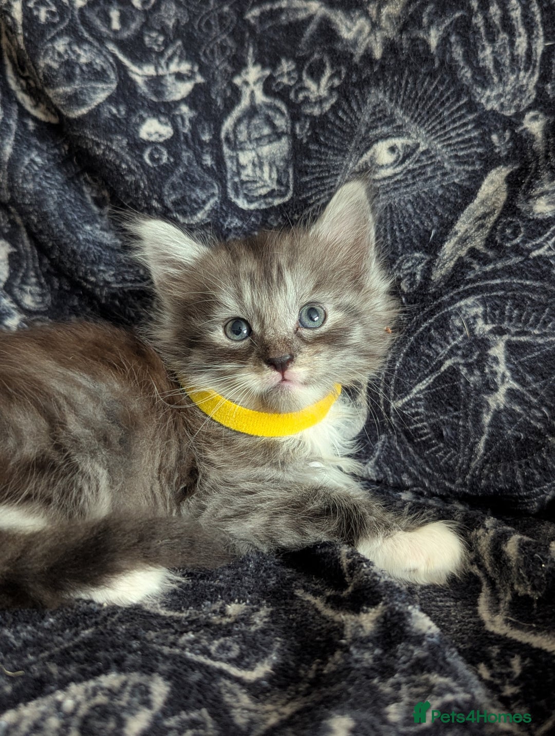 Maine Coon cats for sale: Maine Coon kittens  - Image 3
