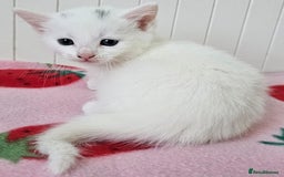 Mixed Breed cats for sale: Two beautiful litters of kittens😻🐱😹 - Image 19
