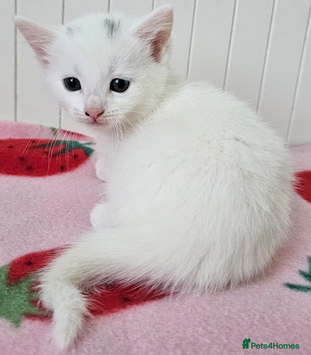 Mixed Breed cats for sale: Two beautiful litters of kittens😻🐱😹 - Image 19