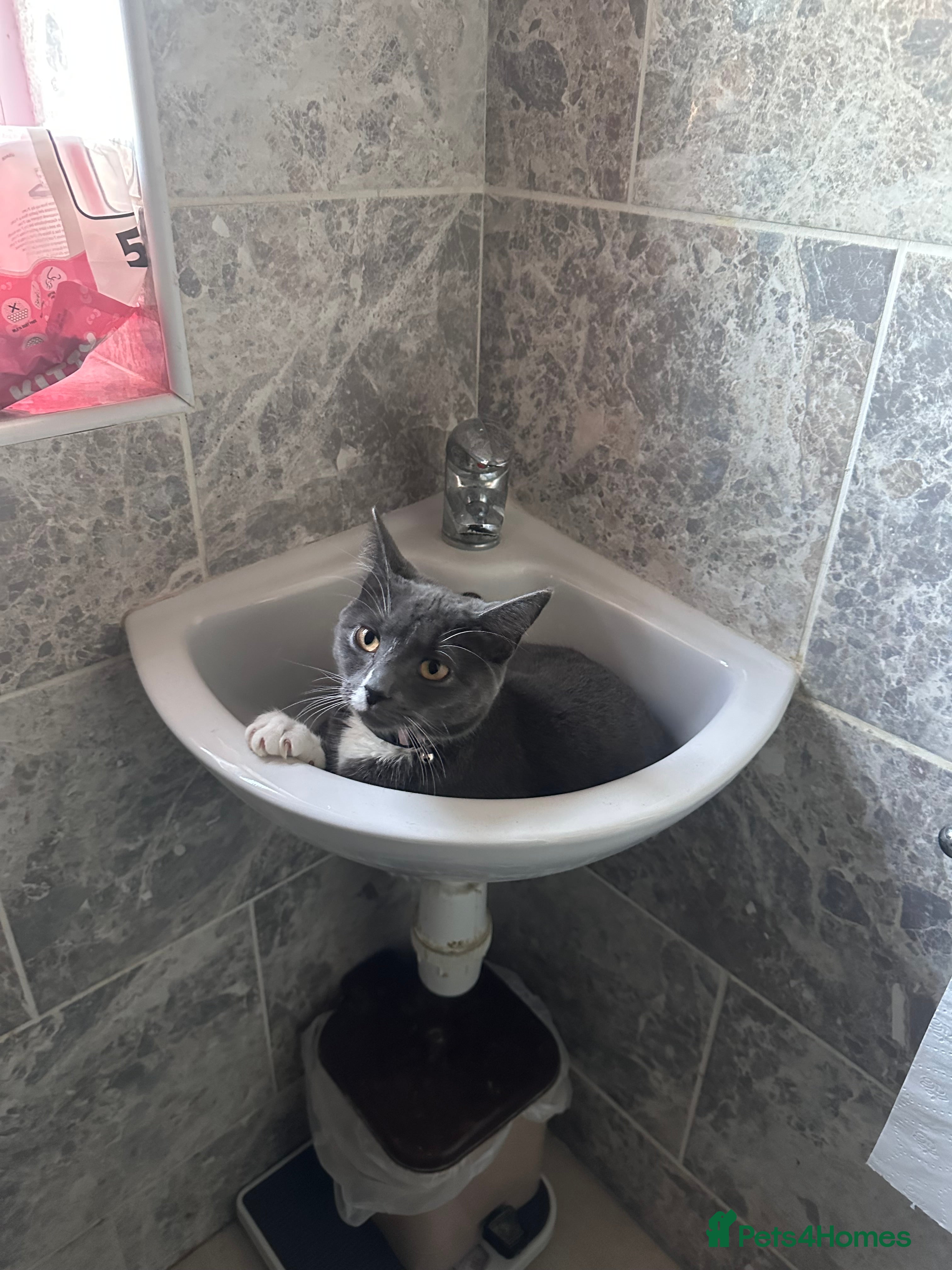 Mixed Breed cats Kitten needs to be rehomed  - Advert 18