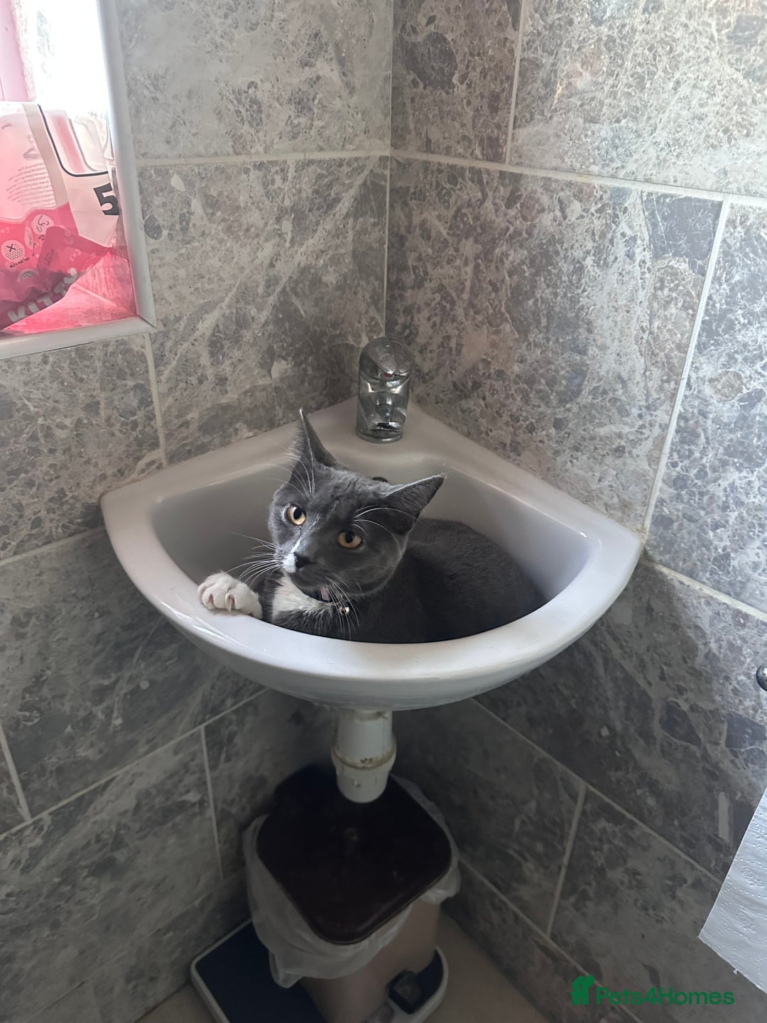 Mixed Breed cats for sale: Kitten needs to be rehomed  - Image 1