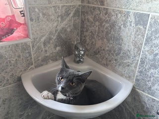 Mixed Breed cats - Advert 32