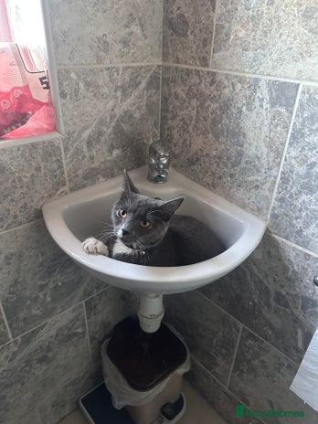 Mixed Breed cats - Advert 3