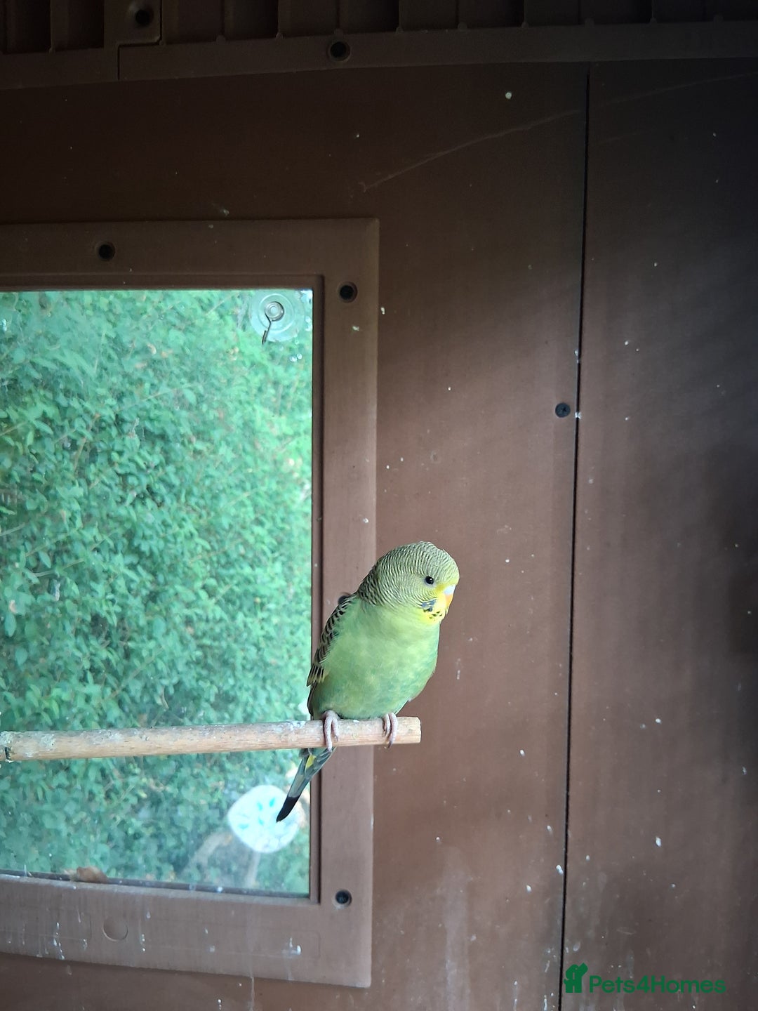 Budgerigars birds for sale: 2 green sibling budgerigars  - Image 2