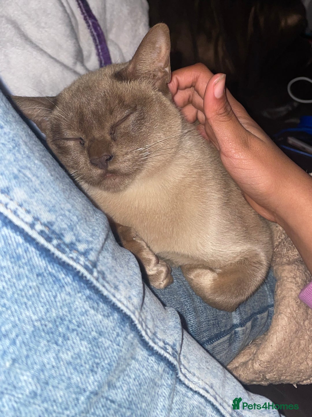 Burmese cats for sale: Stunning chocolate Burmese girl - Advert 6