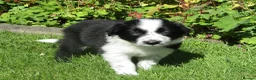 Border Collie dogs for sale: 5 Beautiful Border Collie Puppies  - Advert 5