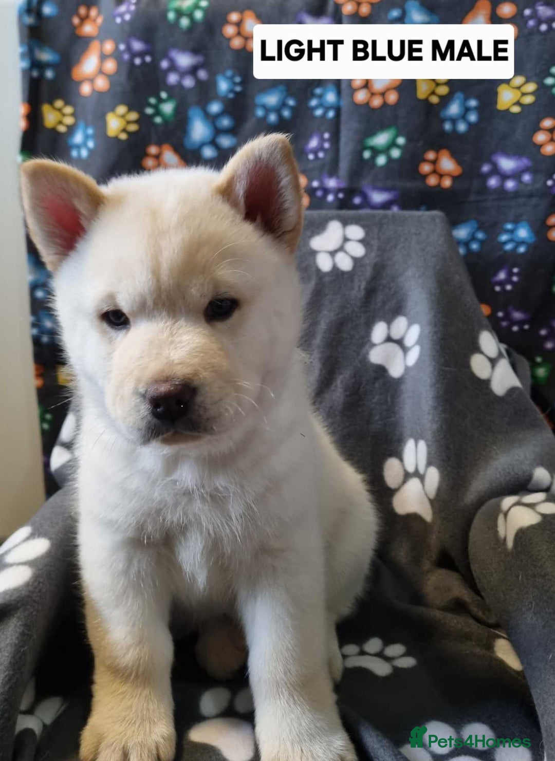 Mixed Breed dogs for sale: Chowski pups - Image 16