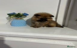 Pomeranian dogs for sale: BEAUTIFUL POMERANIAN GIRL  - Advert 6