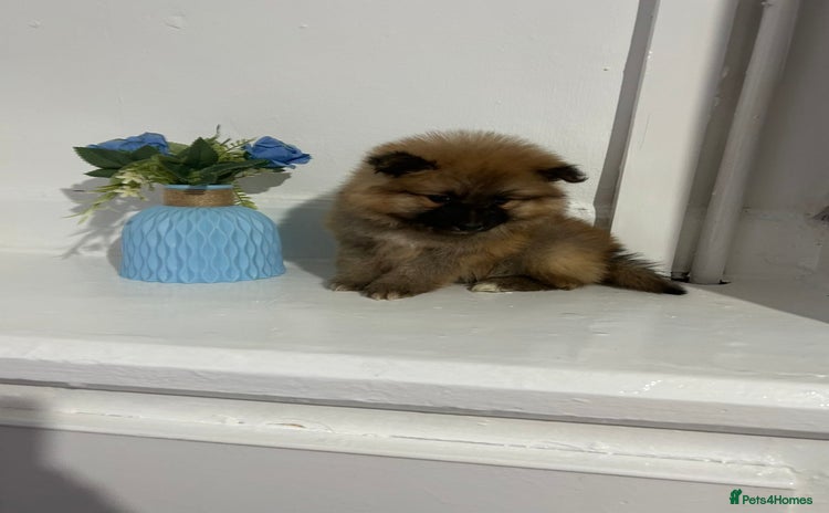 Pomeranian dogs BEAUTIFUL POMERANIAN GIRL  - Advert 4