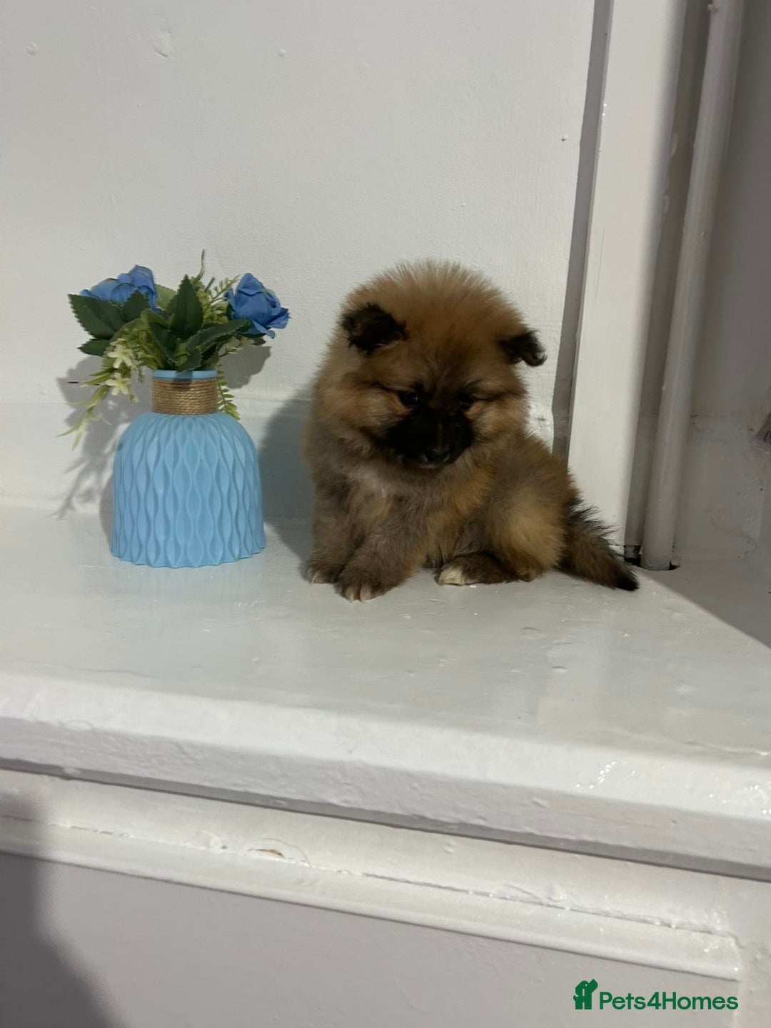 Pomeranian dogs for sale: BEAUTIFUL POMERANIAN GIRL  - Advert 6
