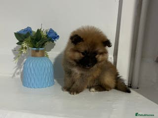 Pomeranian dogs BEAUTIFUL POMERANIAN GIRL - Advert 20