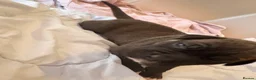 Mixed Breed dogs for sale: Gorgeous cane corso cross puppy’s  - Advert 9