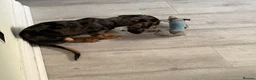 Miniature Dachshund dogs for sale: Miniature Dapple Dachshund – KC Registered in Hyde - Advert 4