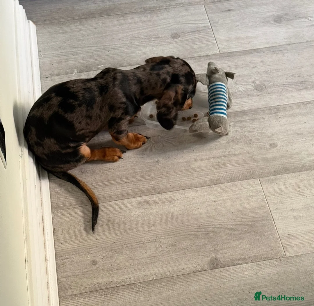 Miniature Dachshund dogs for sale: Miniature Dapple Dachshund – KC Registered in Hyde - Advert 4