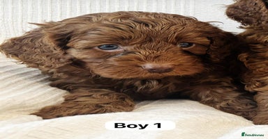 Cavapoo dogs - Advert 1