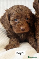 Cavapoo dogs - Advert 2