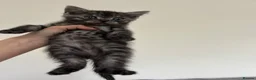 Mixed Breed cats for sale: British shorthair mix persian kittens  - Advert 6