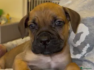 Cane Corso dogs ***LAST 2 LEFT*** ICF/ICCF Champion 6th GENERATIOn - Advert 4