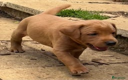 Labrador Retriever dogs for sale: Fox red labrador puppies - Image 21