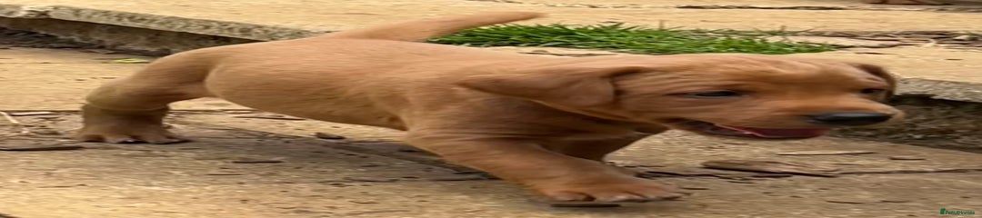 Labrador Retriever Puppy 1