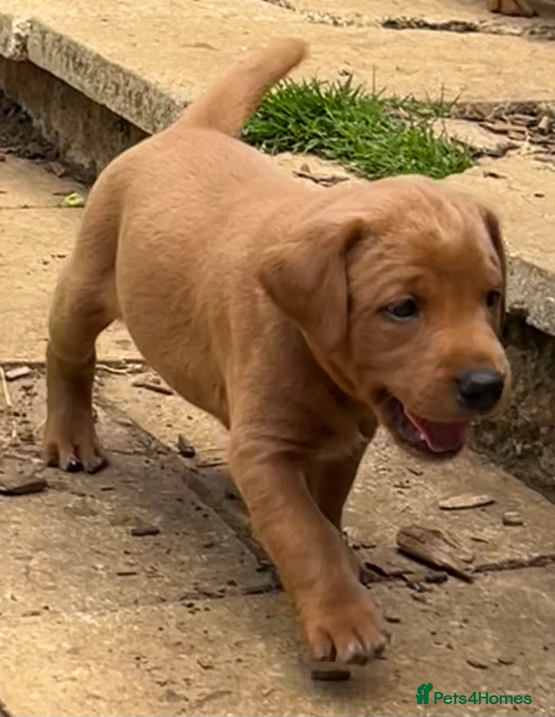 Labrador Retriever dogs for sale: Fox red labrador puppies - Image 21