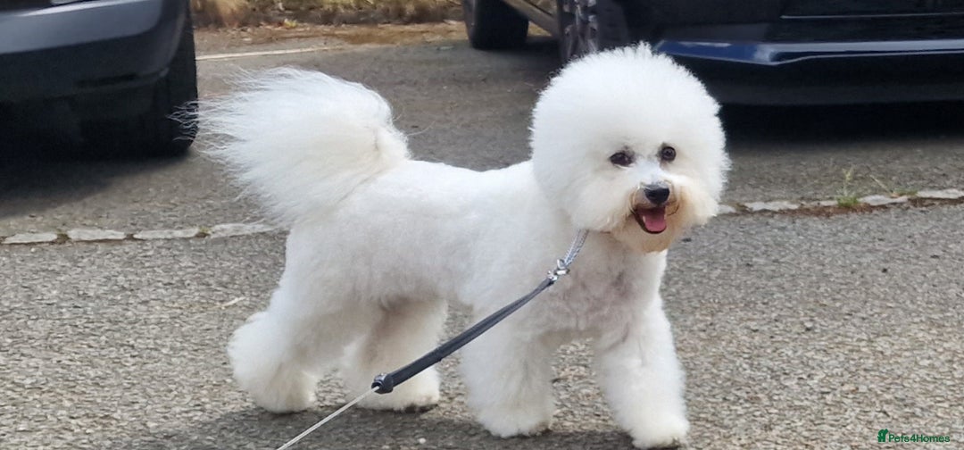 Bichon Frise dogs for sale: Sweet Bichon Frise puppies- Champion Bloodline  - Advert 20