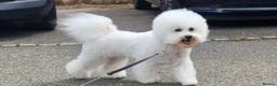 Bichon Frise dogs for sale: Sweet Bichon Frise puppies- Champion Bloodline  - Advert 28