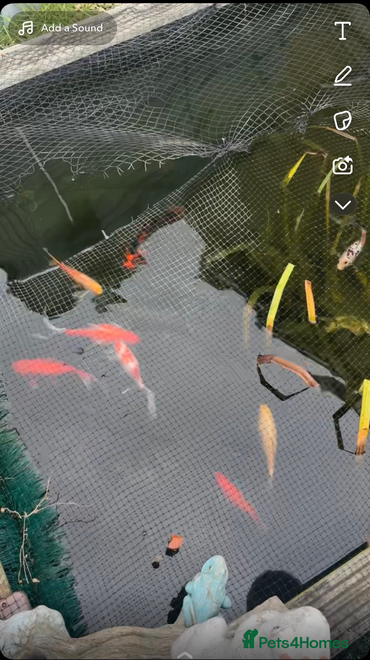 Goldfish fish Gold fish  - Advert 6