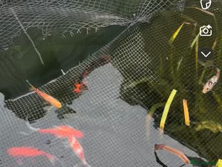 Goldfish fish Gold fish - Advert 6