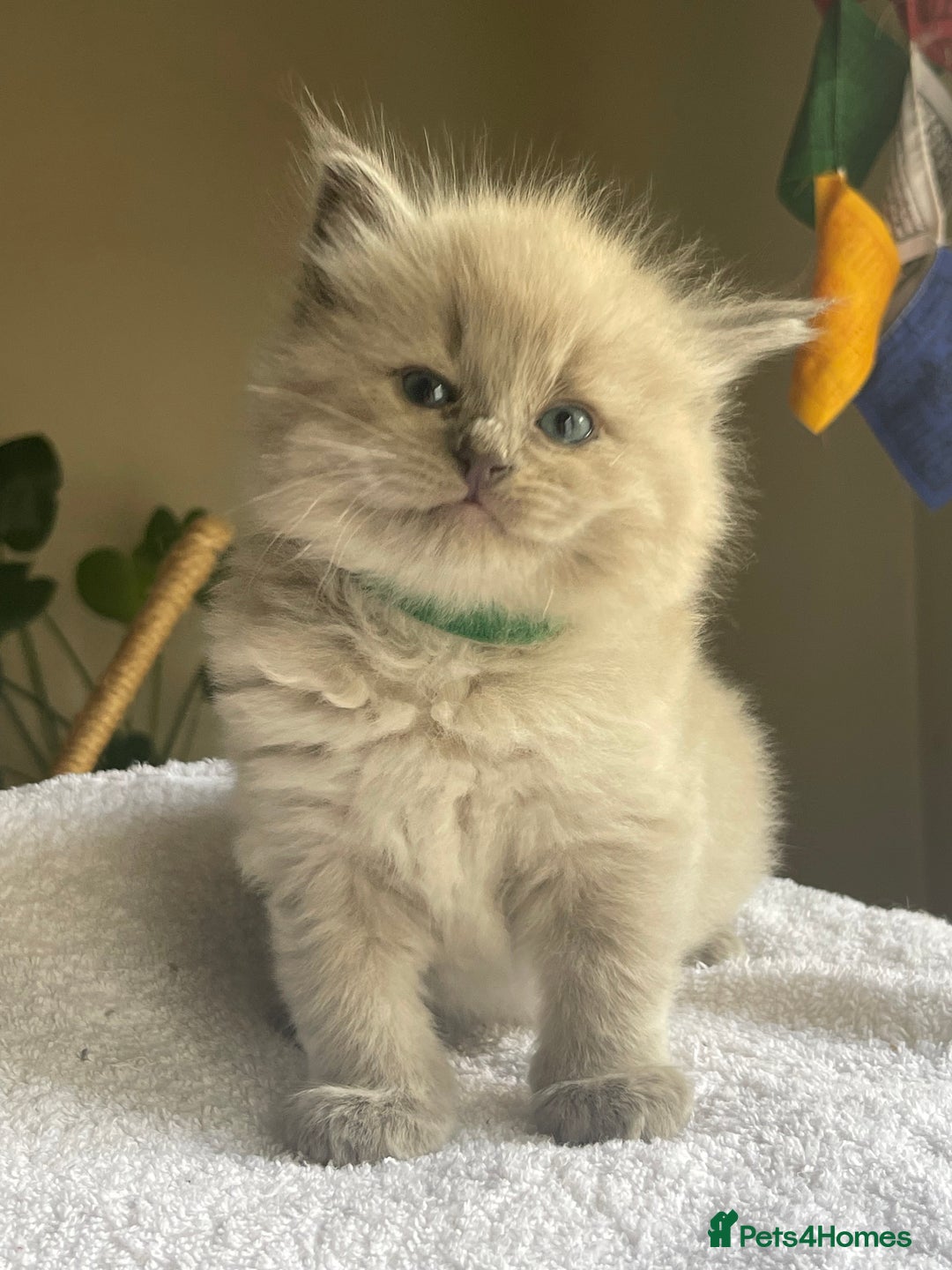 Ragdoll cats for sale: TICA registered pedigree Mink & blue point kittens - Image 28