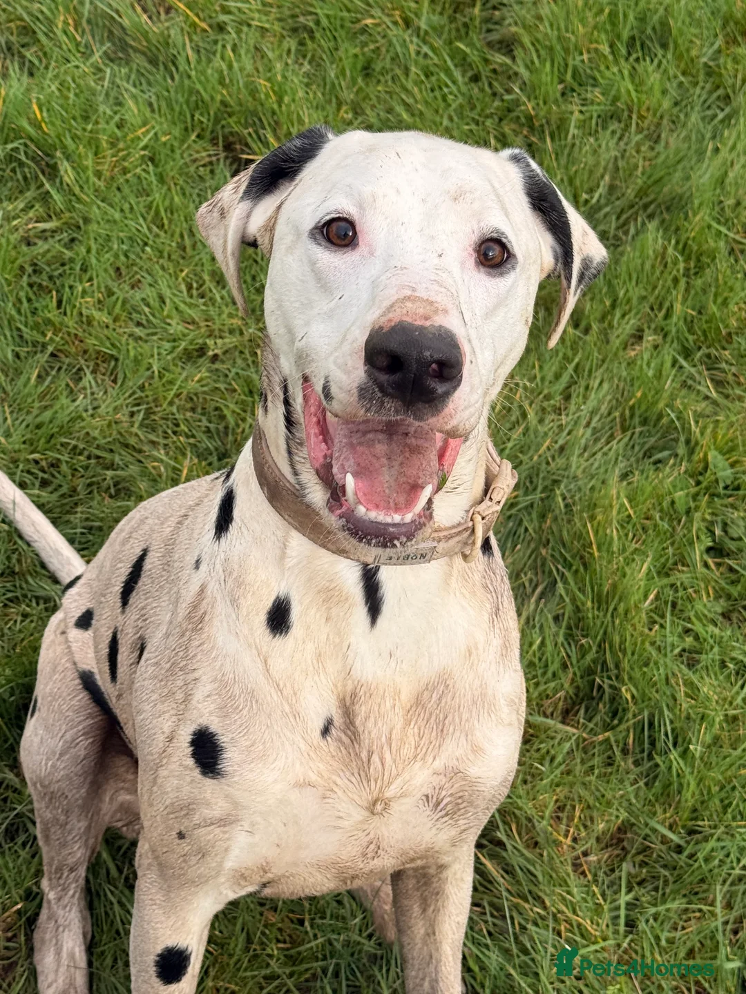 Dalmatian dogs for sale: Beautiful dalmatian in Colchester - Advert 5