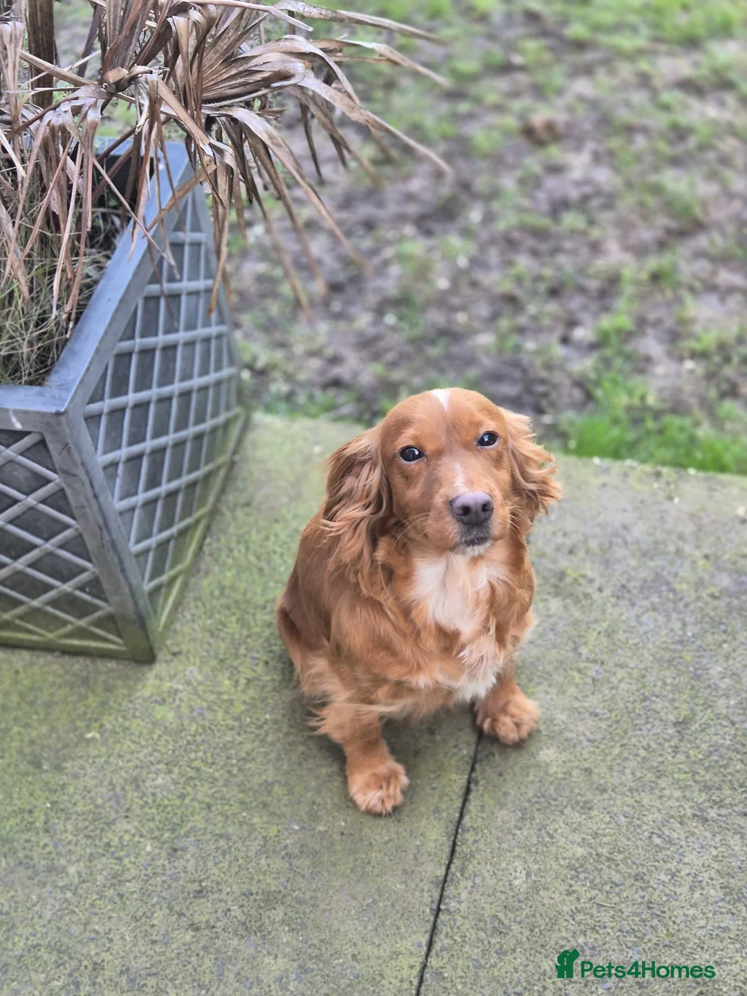 Cocker Spaniel dogs for sale: Beautiful cocker spaniel looking for forever home - Advert 6