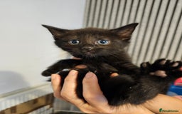 Mixed Breed cats for sale: Kittens  - Image 7