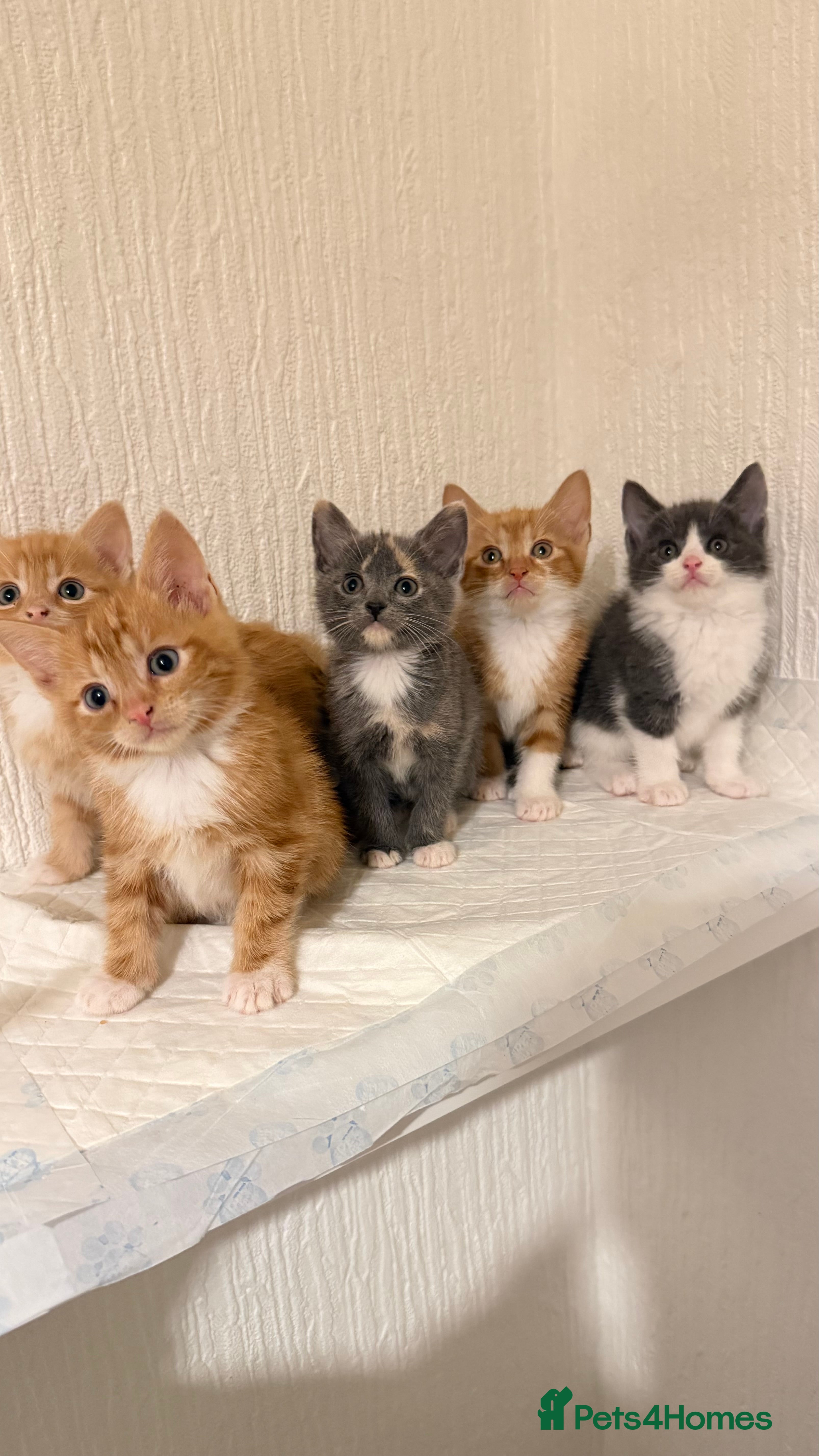 Mixed Breed cats Briths shorthair x ragdoll  - Advert 5