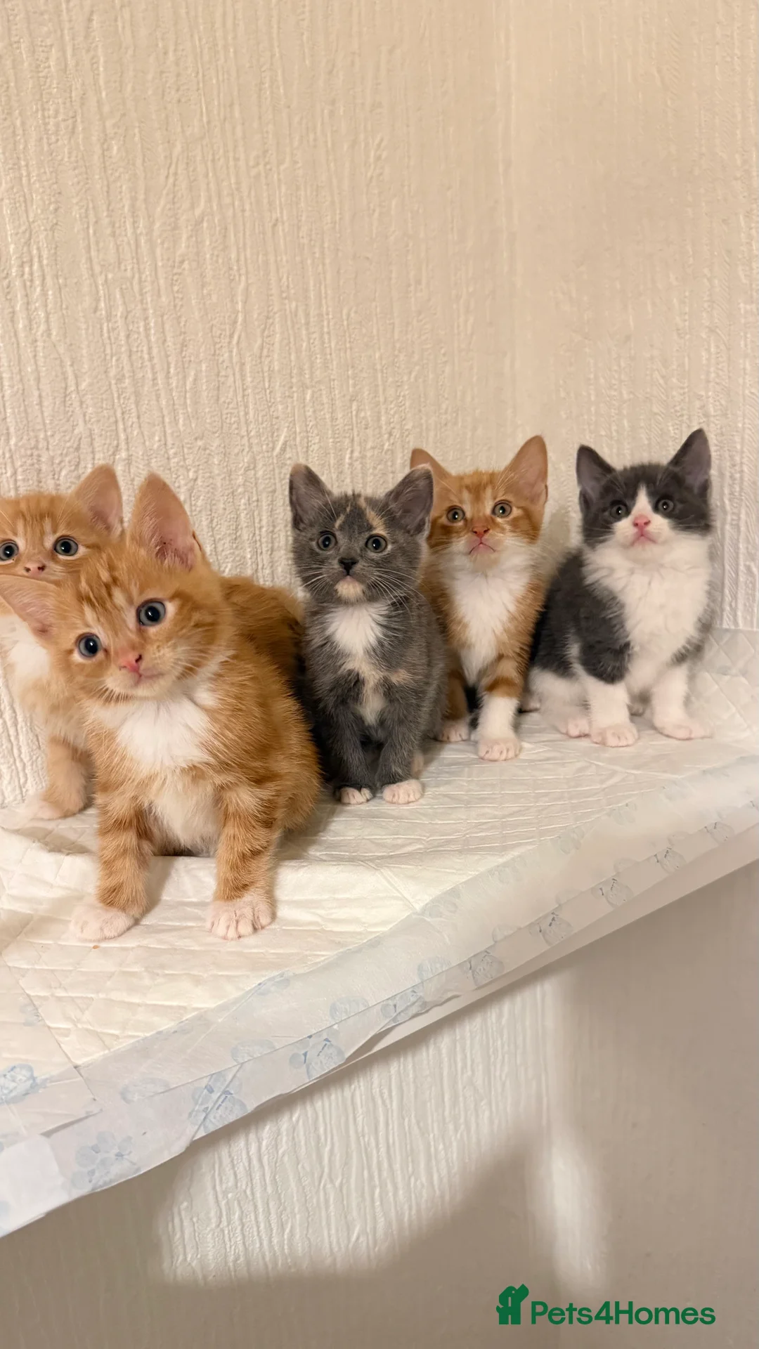 Mixed Breed cats for sale: Briths shorthair x ragdoll  - Advert 1