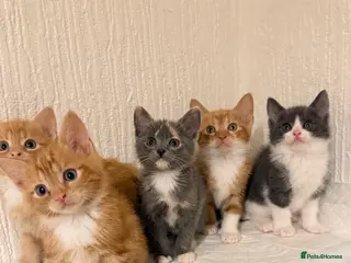 Mixed Breed cats Briths shorthair x ragdoll - Advert 5