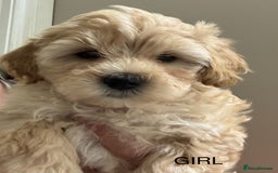 Maltipoo dogs for sale: Stunning maltipoo puppies - Image 4